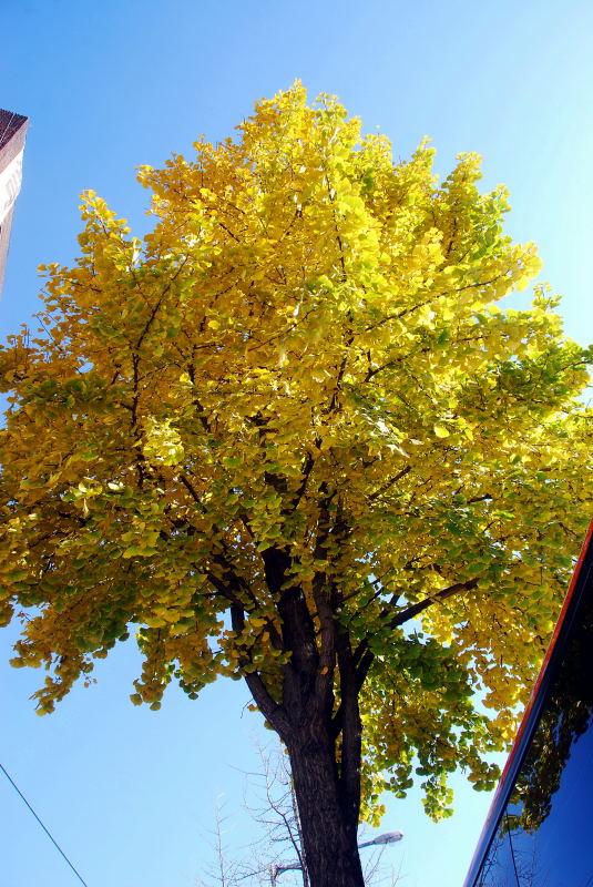 1152-首爾的銀杏路樹