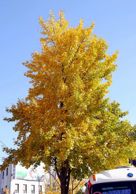 1154-首爾的銀杏路樹