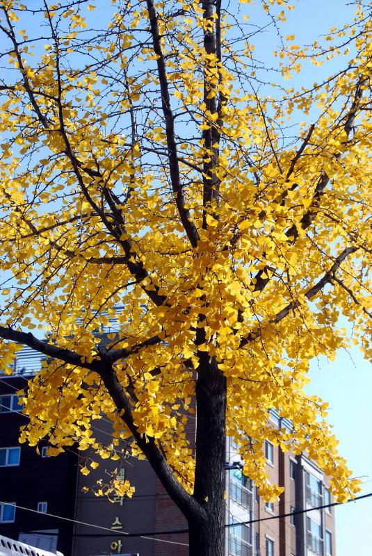 1157-首爾的銀杏路樹