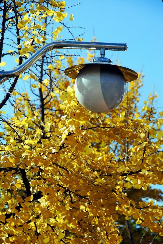 1158-首爾的銀杏路樹-路燈