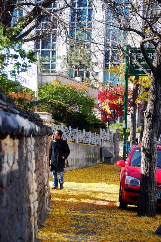 1161-首爾-滿地的銀杏落葉