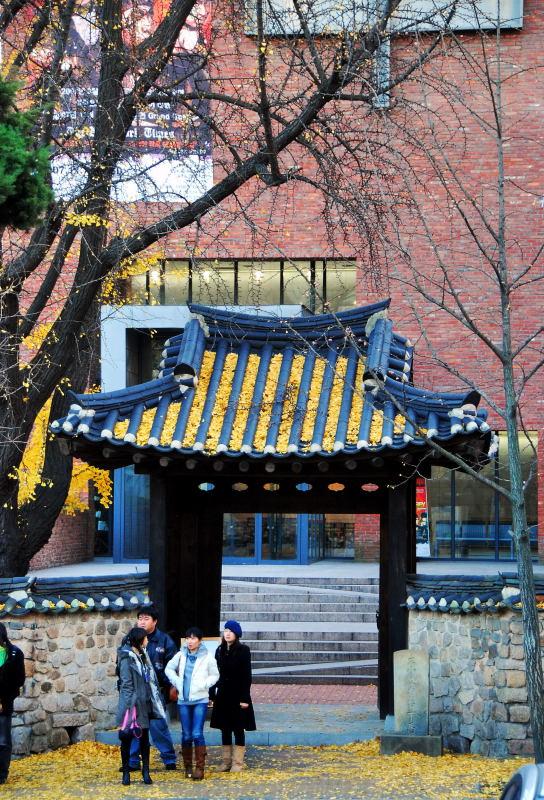 1162-首爾-滿地的銀杏落葉