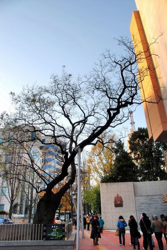 1166-首爾-老路樹