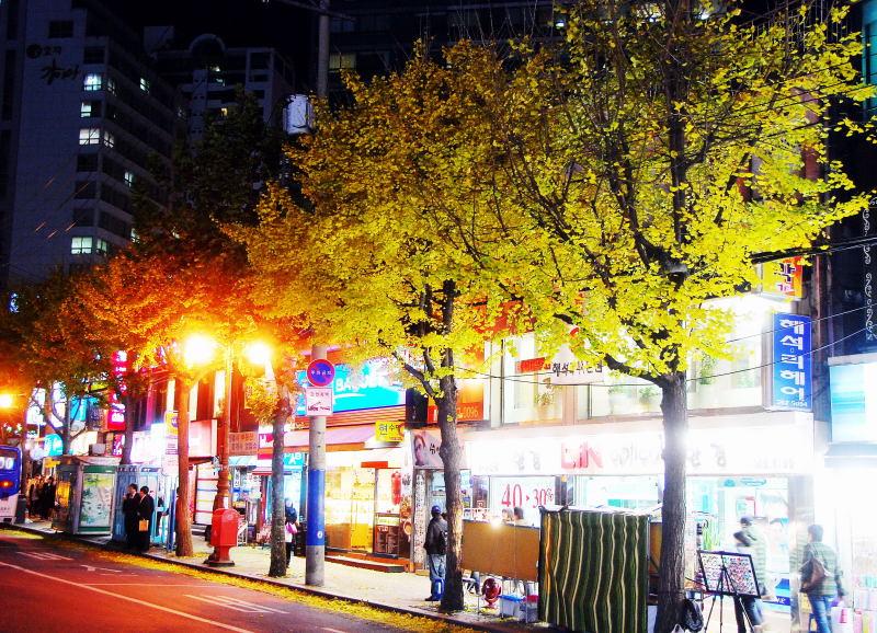 1184-首爾-新村女人街-銀杏路樹