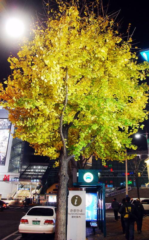 1185-首爾-新村女人街-銀杏路樹