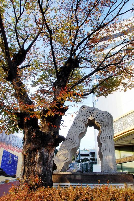 1188-首爾-里維耶拉飯店-老楓樹