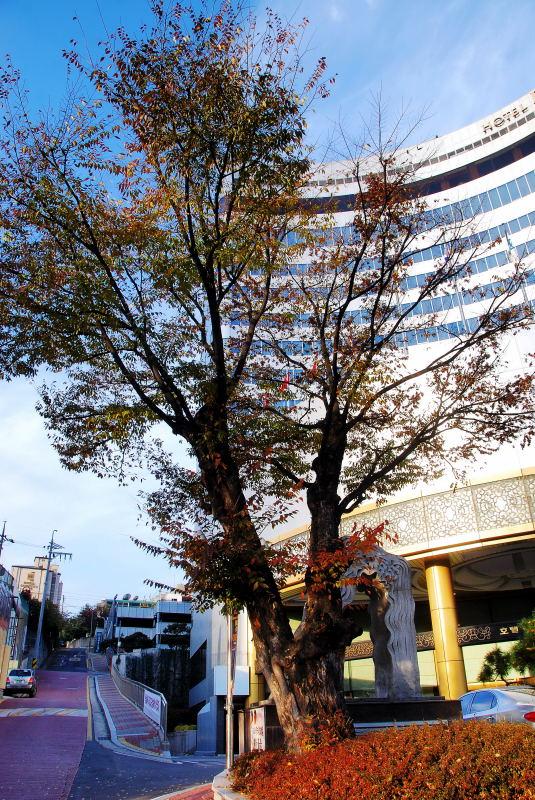 1191-首爾-里維耶拉飯店-老楓樹