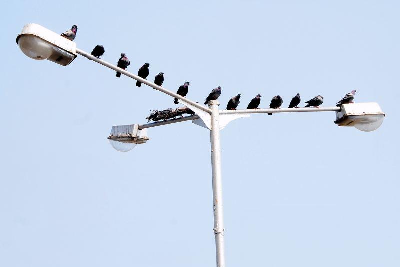 1037-孟買-路邊的路燈