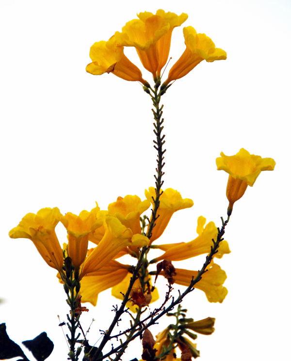 1584-奧蘭卡巴-路中分隔島的鮮花
