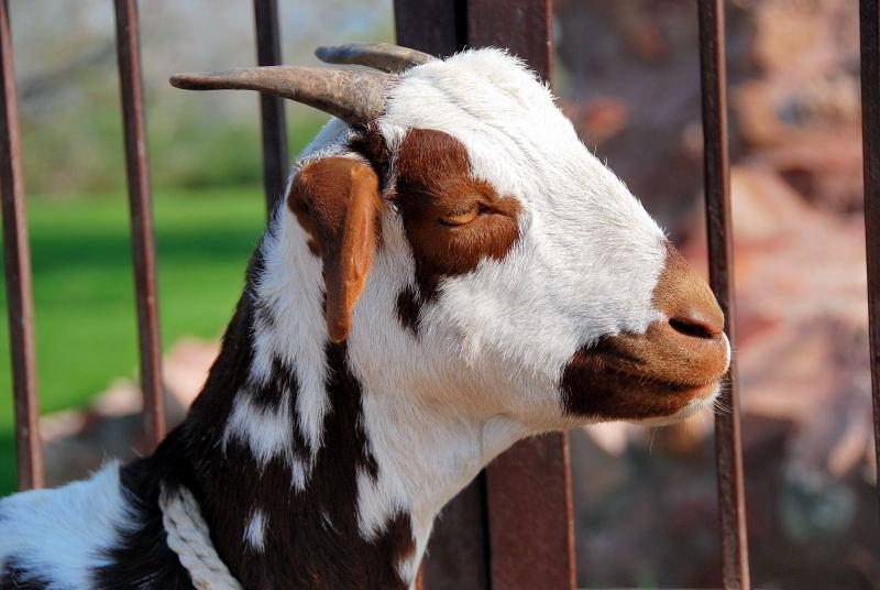 6103-法特普西克李城-門外的小母羊