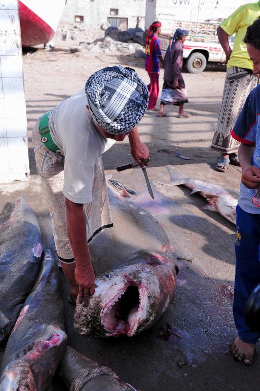 2720-何台達港-魚市場的大白鯊