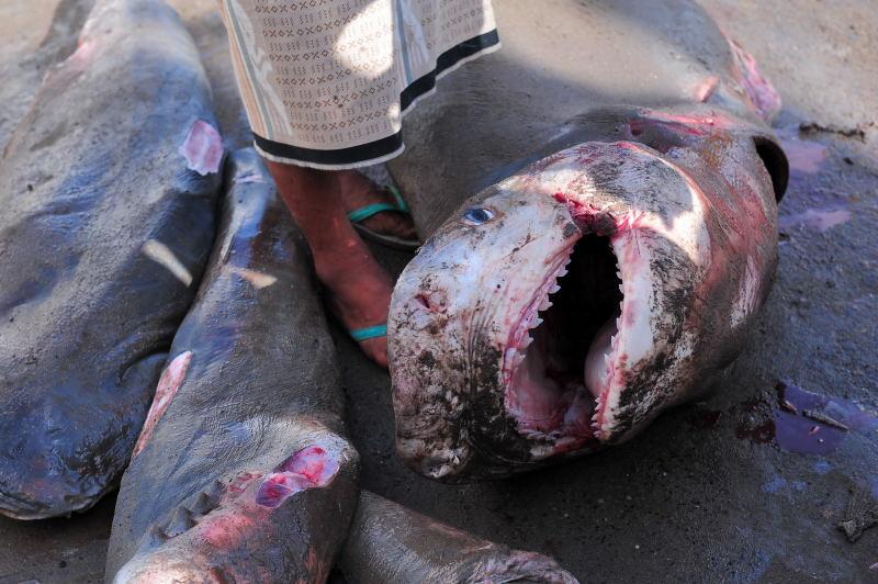 2721-何台達港-魚市場的大白鯊