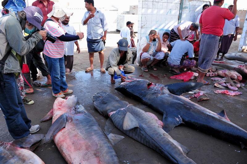 2723-何台達港-魚市場的大白鯊