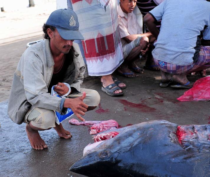 2724-何台達港-魚市場的大白鯊