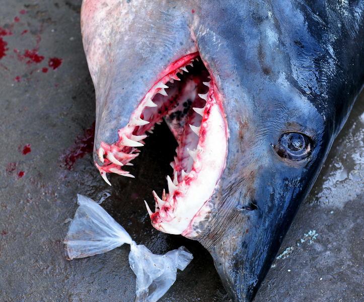 2725-何台達港-魚市場的大白鯊
