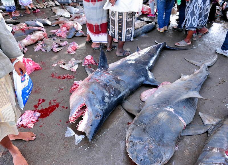 2726-何台達港-魚市場的大白鯊