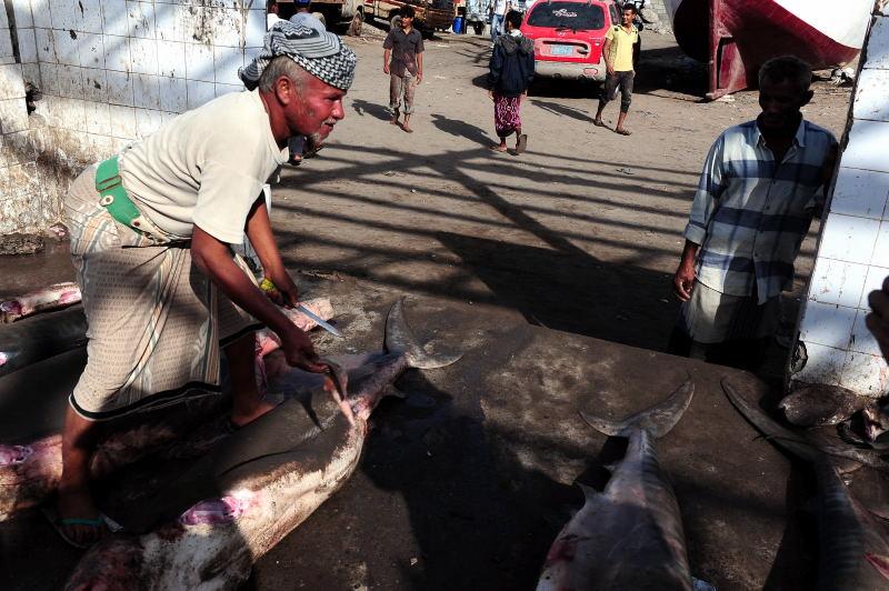 2730-何台達港-魚市場的大白鯊