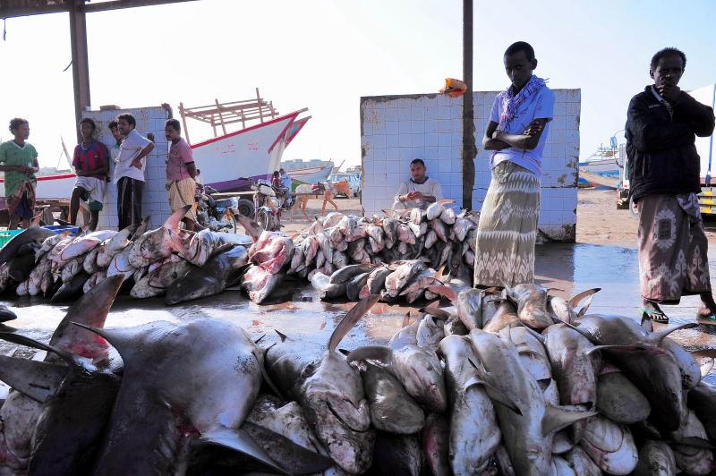 2733-何台達港-魚市場的大白鯊