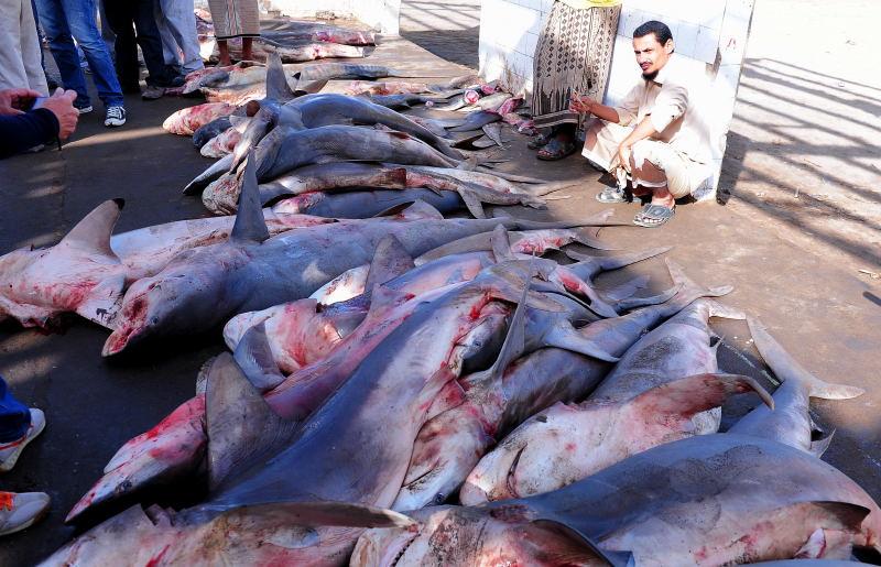 2736-何台達港-魚市場的大白鯊