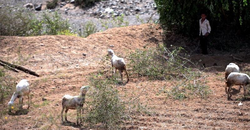 2855-哈拉茲山脈公路-放羊的小孩.JPG