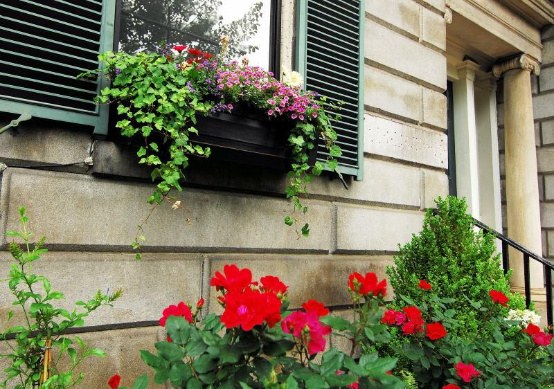 3747-波士頓-新州議會-窗台花卉