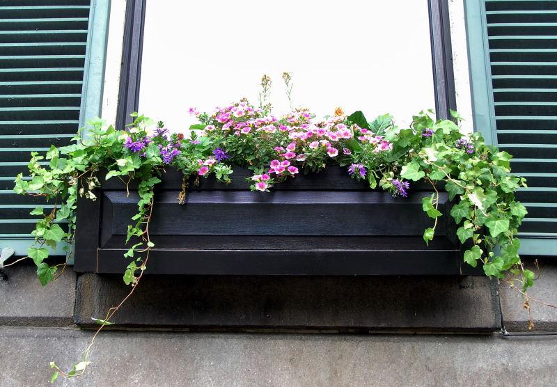 3748-波士頓-新州議會-窗台花卉