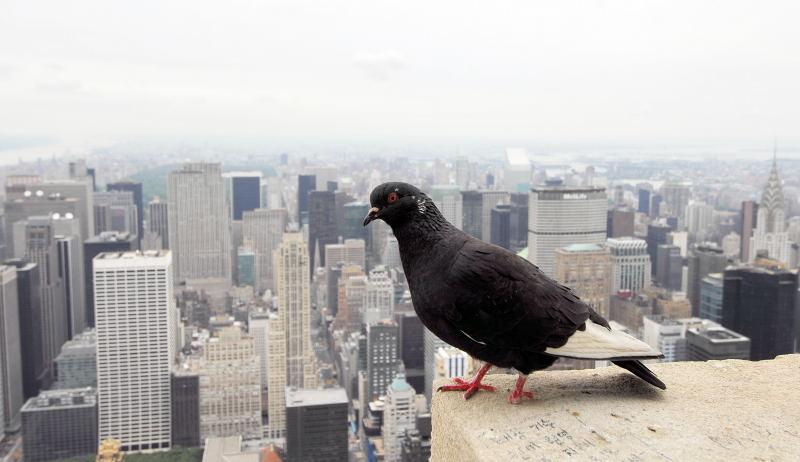 4584-紐約-帝國大廈-鳥瞰曼哈頓.JPG