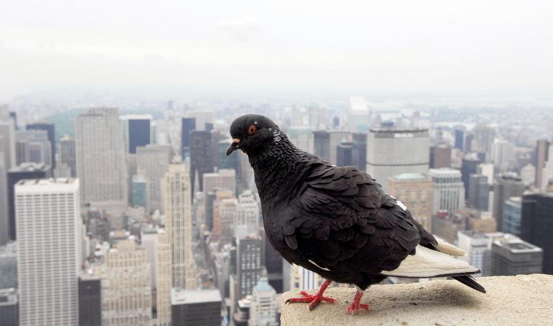 4586-紐約-帝國大廈-鳥瞰曼哈頓.JPG