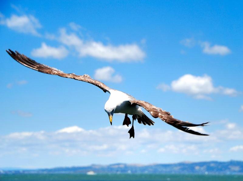 7769-舊金山-漁人碼頭-海鷗
