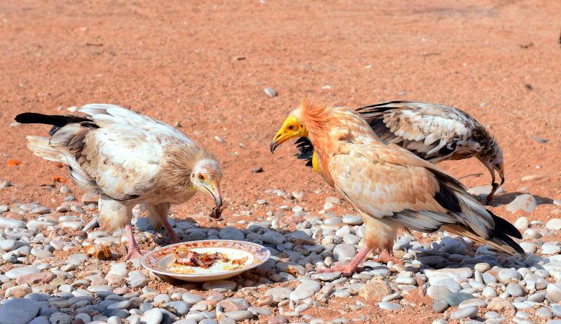 4953-卡拉夏沙灘-午餐後禿鷹搶食物秀
