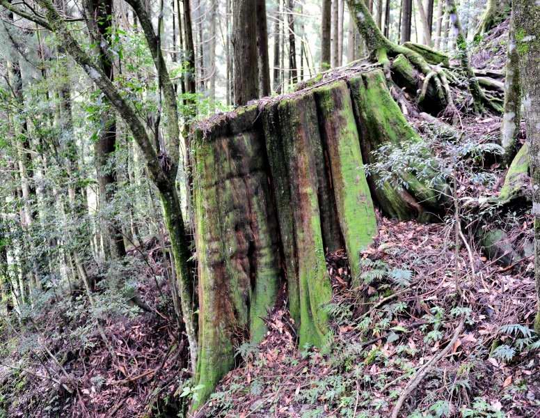 267-觀霧神木步道-被砍伐的巨木樹頭.JPG
