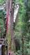 41.觀霧-檜山巨木群步道 