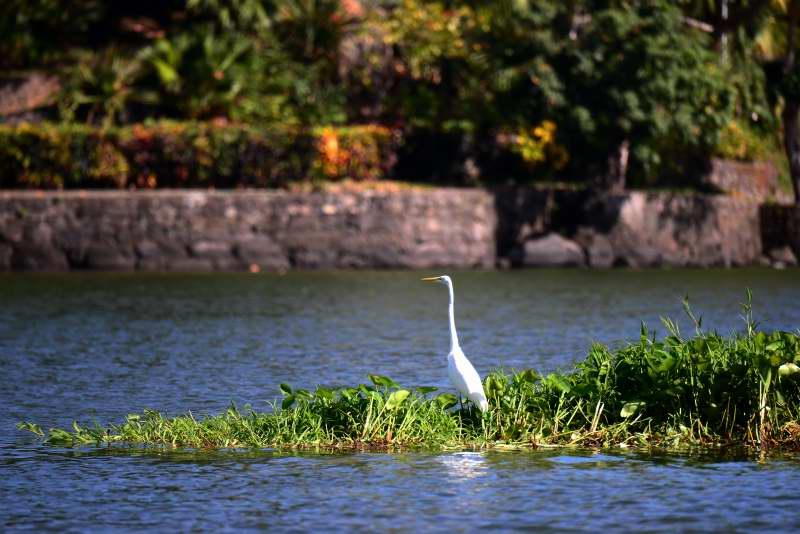 1226-尼加拉湖-觀賞鳥類生態.JPG