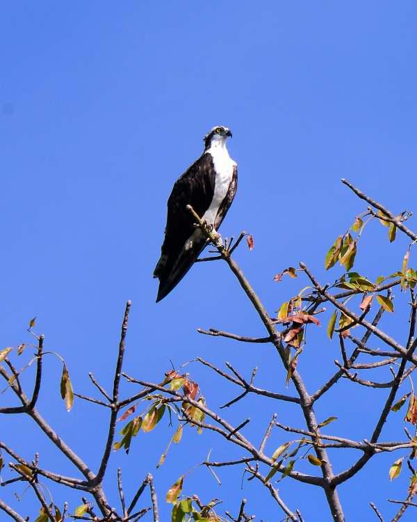 1235-尼加拉湖-觀賞鳥類生態.JPG