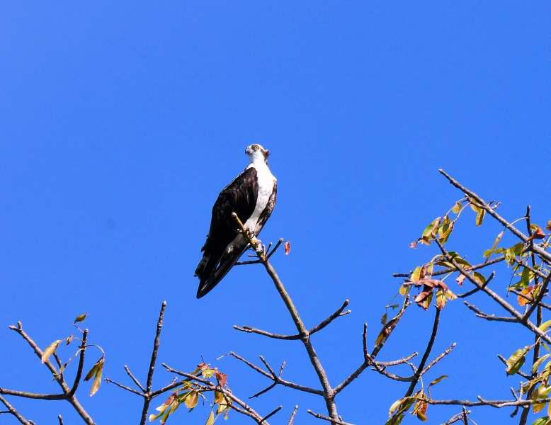 1236-尼加拉湖-觀賞鳥類生態.JPG