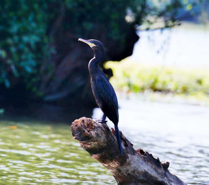 1247-尼加拉湖-觀賞鳥類生態.JPG