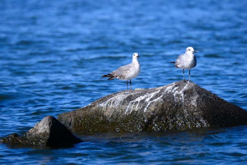 1353-尼加拉湖-觀賞鳥類生態.JPG