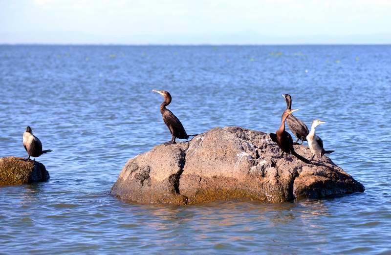 1354-尼加拉湖-觀賞鳥類生態.JPG