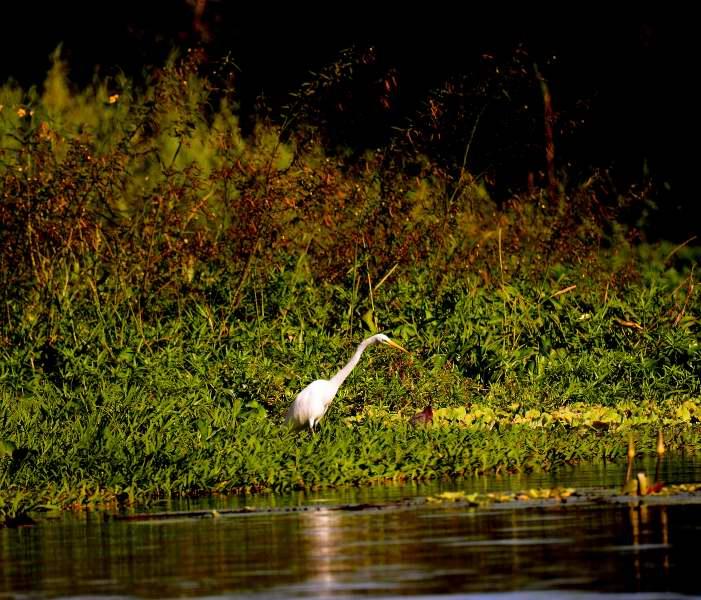 1363-尼加拉湖-觀賞鳥類生態.JPG