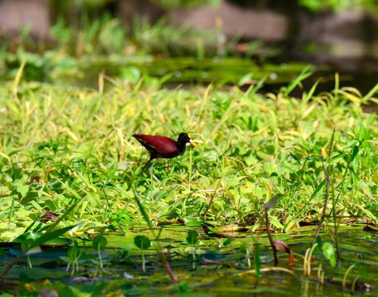 1365-尼加拉湖-觀賞鳥類生態.JPG