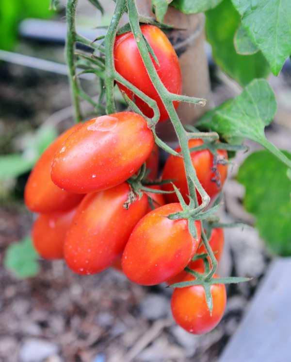 607-卓蘭-有機番茄園