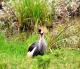 01-烏干達國鳥 灰冠鶴_Grey crowned crane