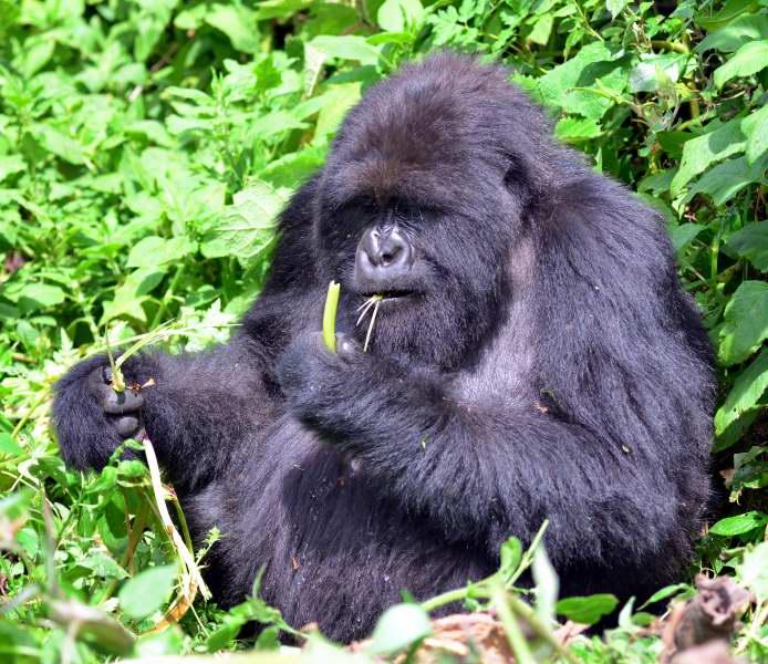 125-銀背大猩猩-盧旺達