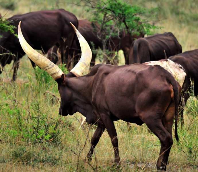 008-烏干達巨角牛