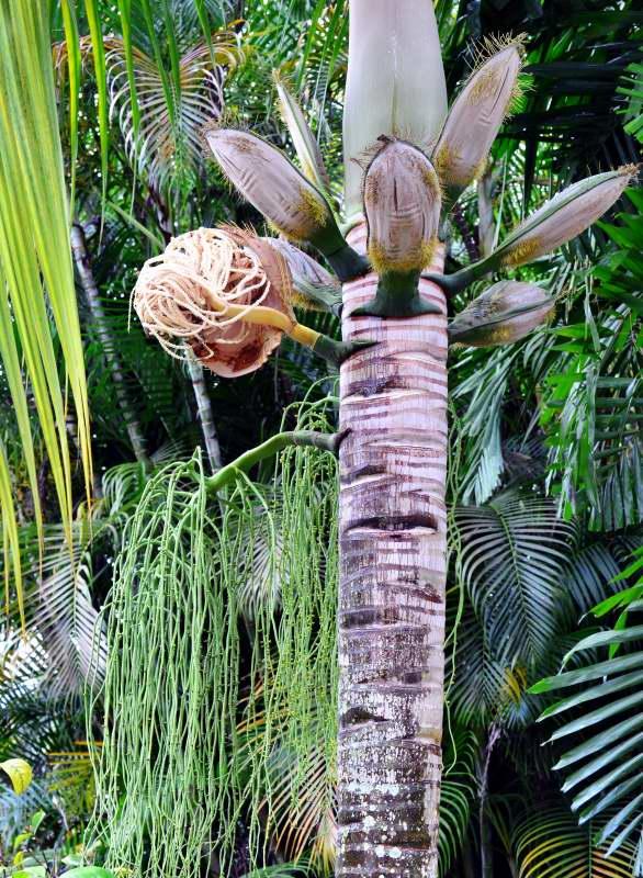 204-棕櫚植物