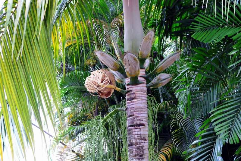 205-棕櫚植物