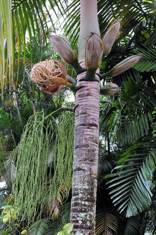 207-棕櫚植物