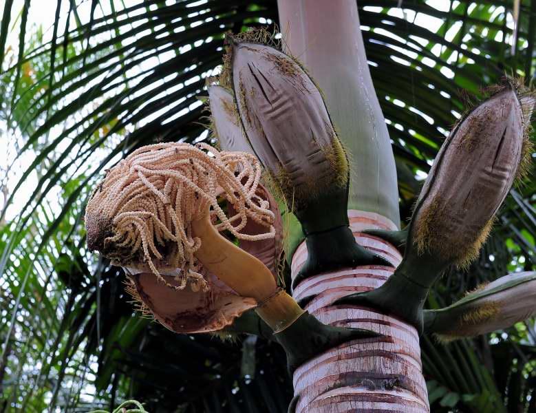 209-棕櫚植物