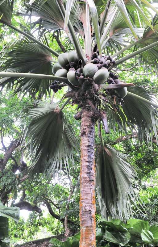 219-海椰子樹-雌性果實