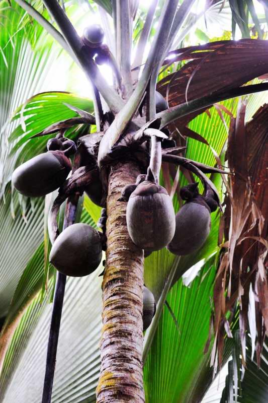 220-海椰子樹-雌性果實